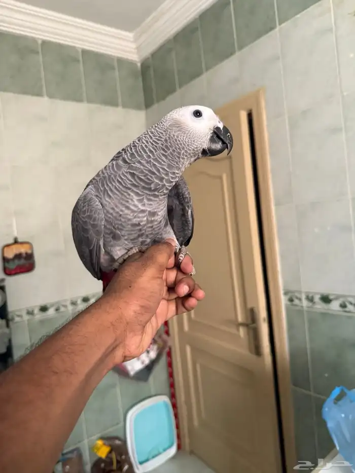 فرخ كاسكو سوبر سوبر جامبو تم البيع 2