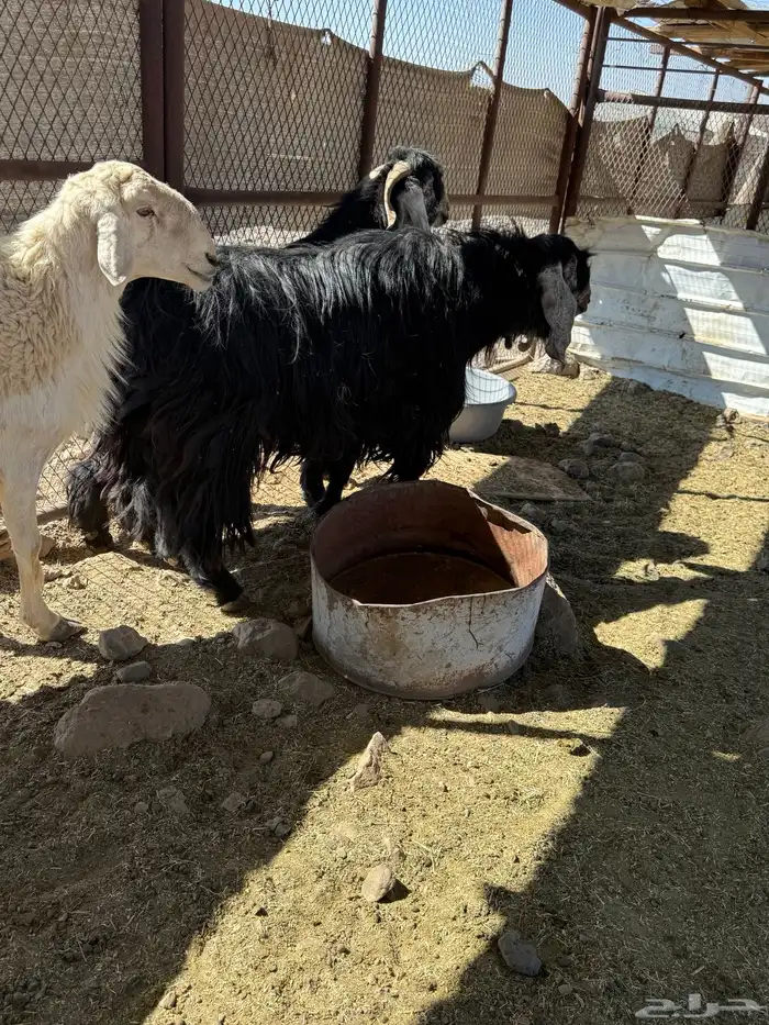 خروف للبيع فحل 1