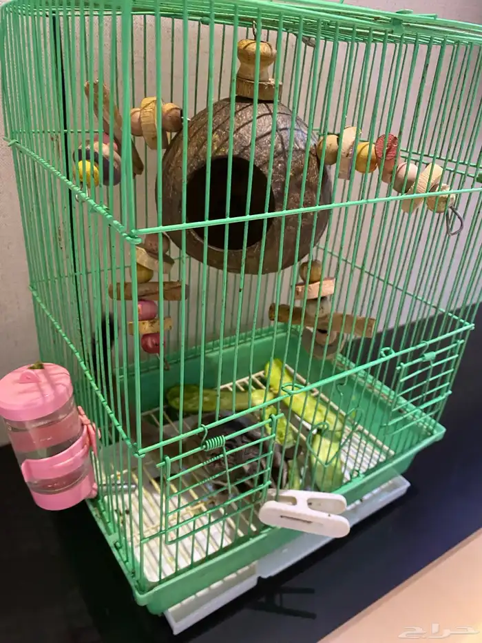 سنجاب الطائر 1