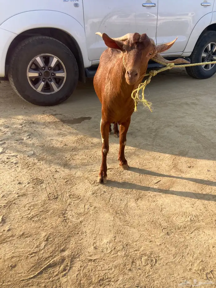 تيس فحل حار 2