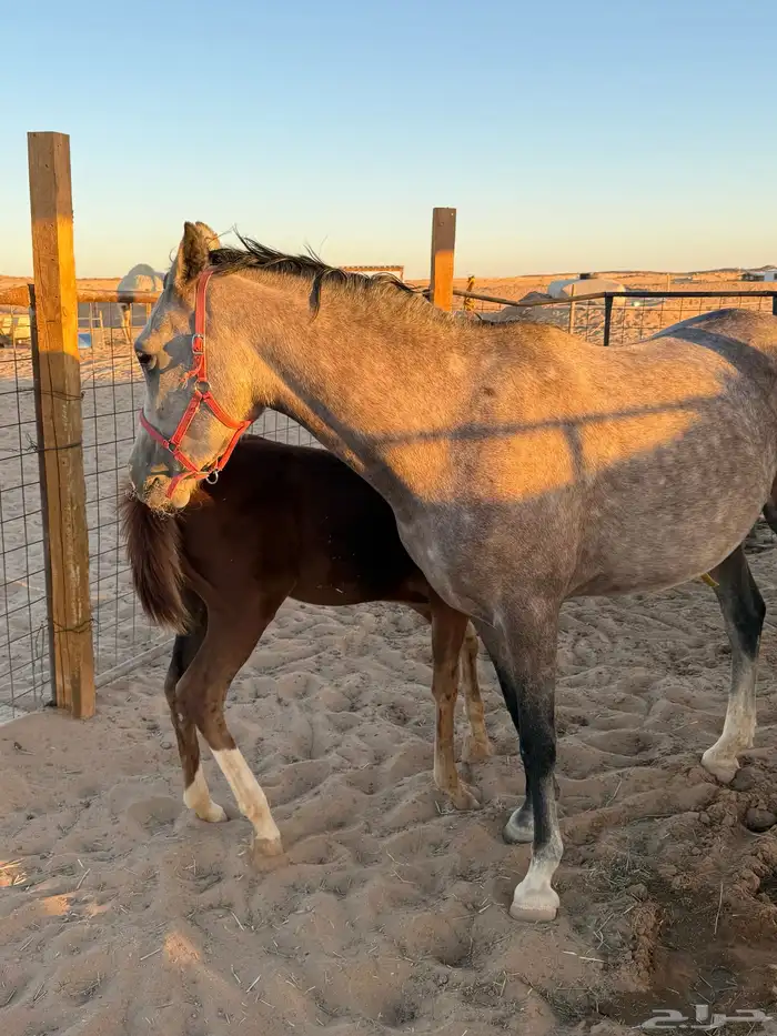 فرس ولدها للبيع ب (10) 10