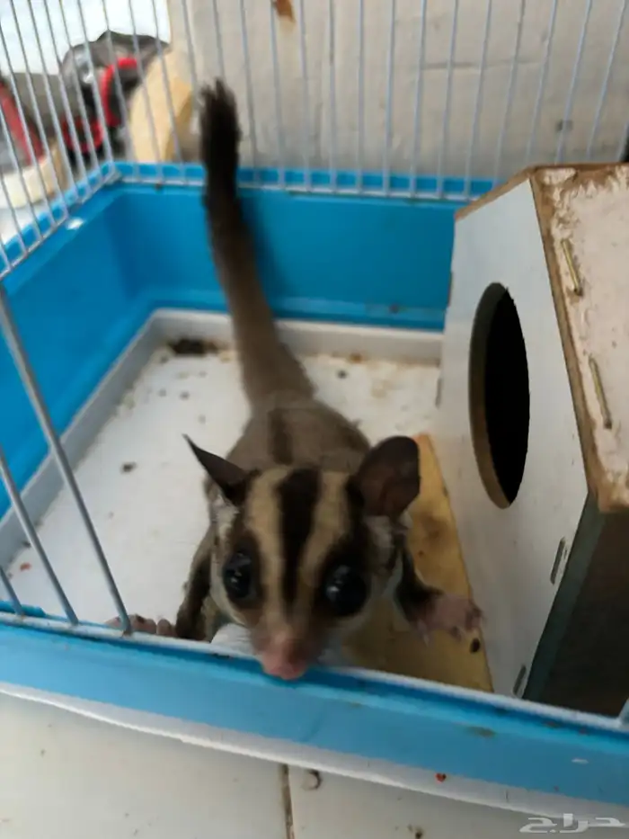 سنجاب أنثى عمره 10 شهور 0