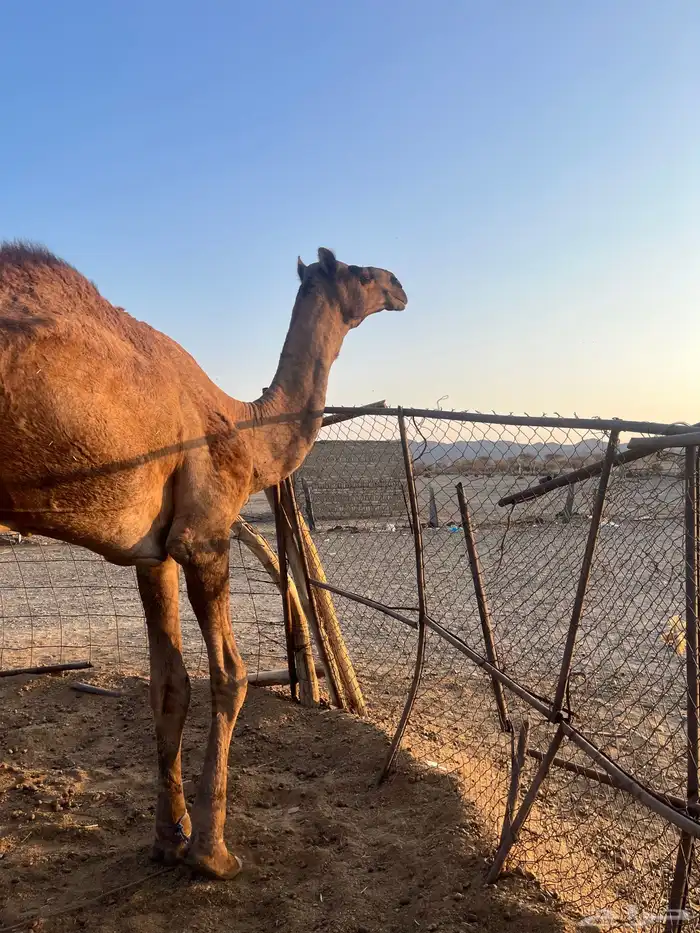 قعود فحل احمر طيب 4