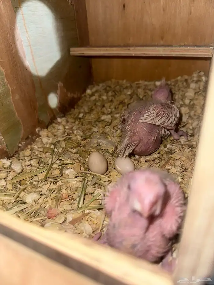 فروخ كروان 0