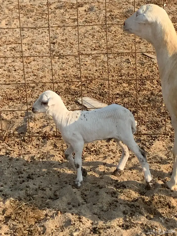 للبيع غنم حريات صنف ورخله والد 8