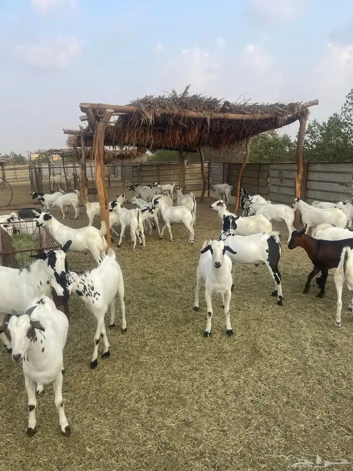 تيوس يمنيه تربيه 0