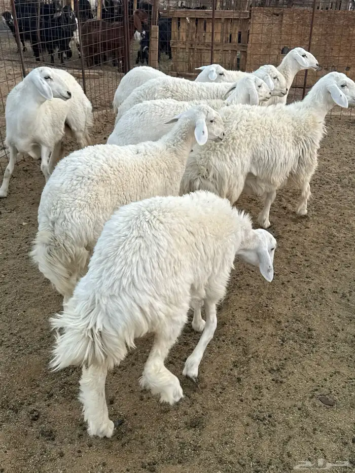 رخال جذعات للبيع 7