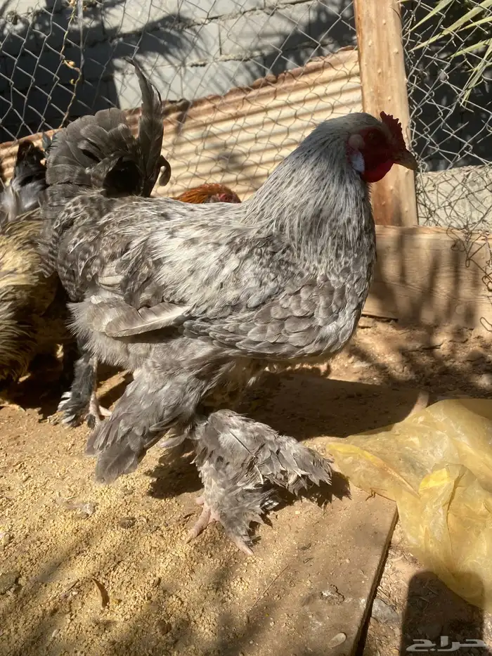 دجاج براهمه 4 والخامس ديك 2