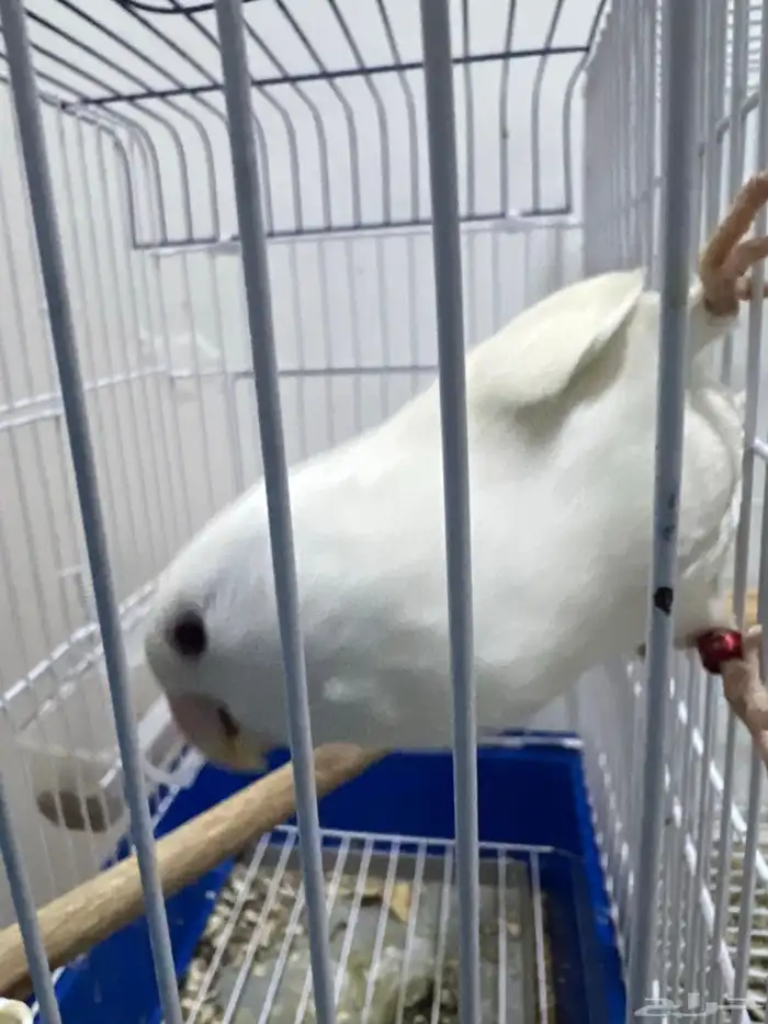 انثى روز البينو 2