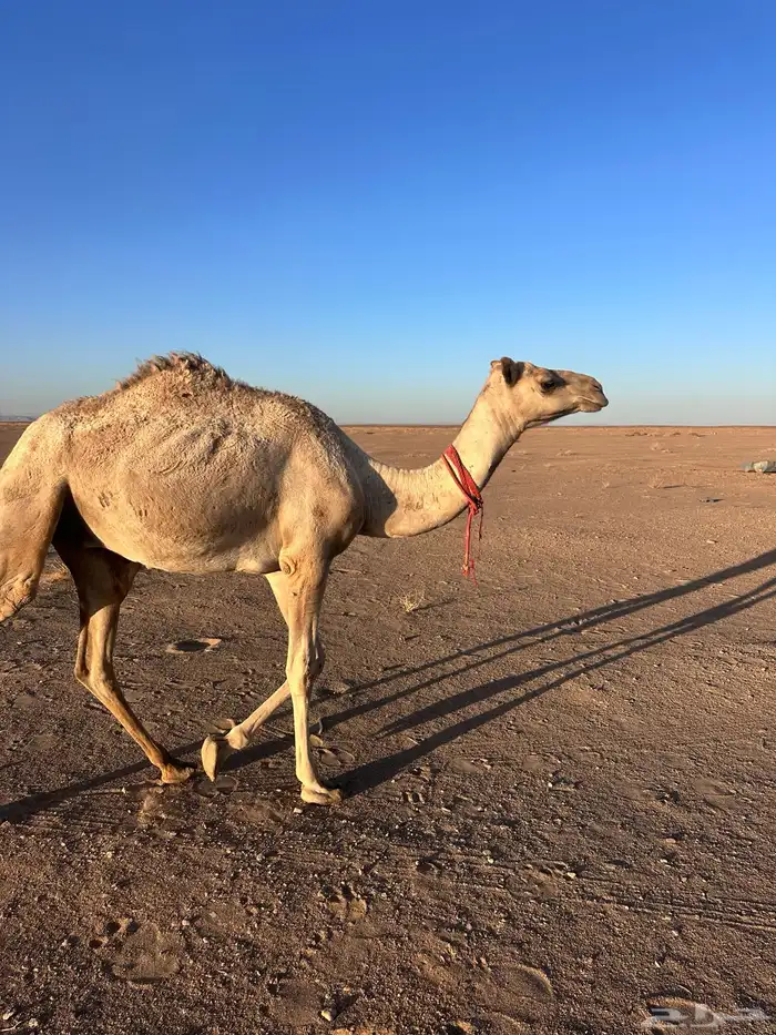 قعودللبيع 0