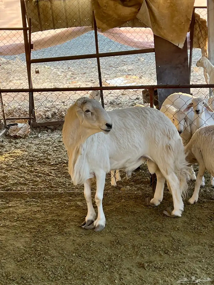 فحل جامع شبب 6