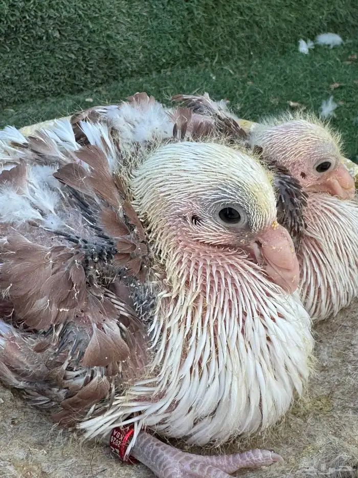 جوز مكتف فاخر 2