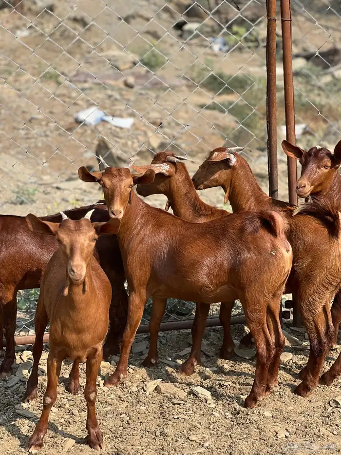 جفار دهم تأسيس مراح 5