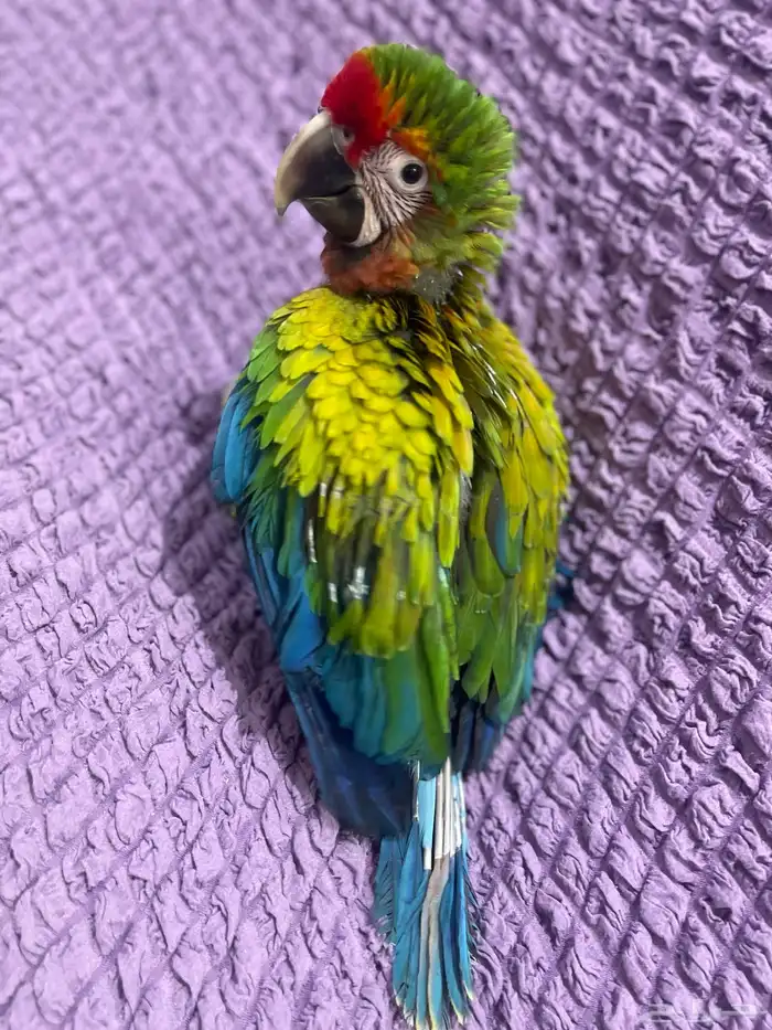 فرخ مكاو شامروخ 4