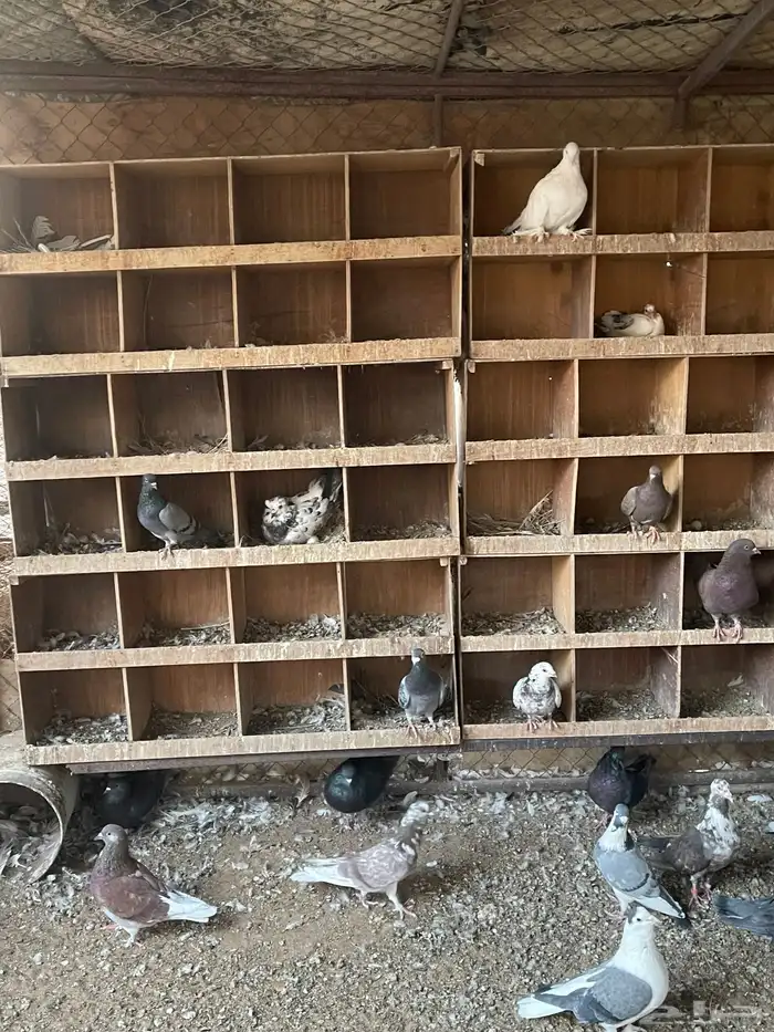 حمام هجين مفروز 40 جوز تقريبا 4