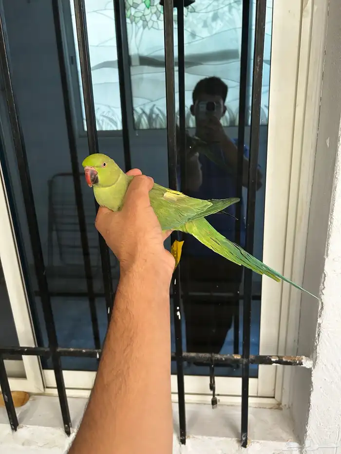 انثى دره اليفه و هدد مزاجي و متكلمه في الوجه 6