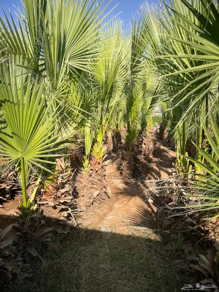 واشنطوني متفاوت الاطوال 7