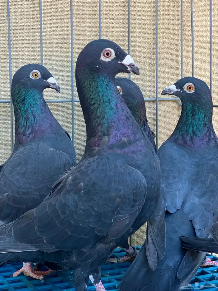 زاجل ابيض واسود 12