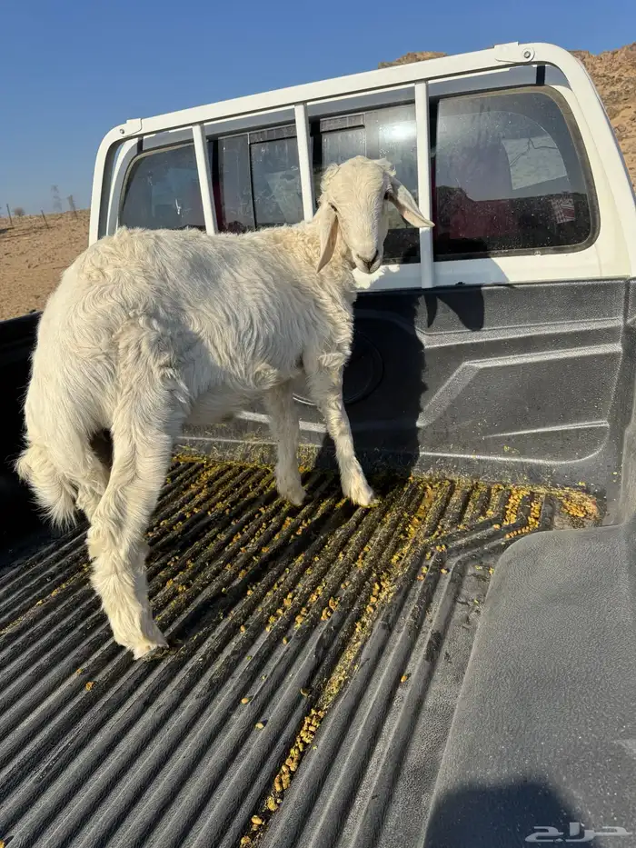 طلي للبيع الموقع بيشة 2