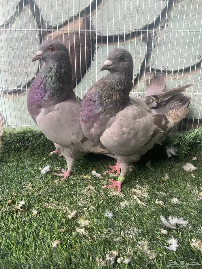 حمام للبيع فرنسي سلفر وجوز شرازي 5