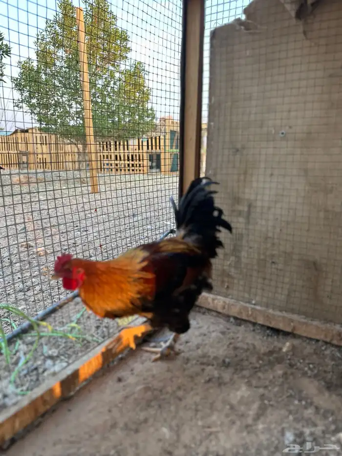 ديك تركي لون نادر وجميل تبارك الله 0