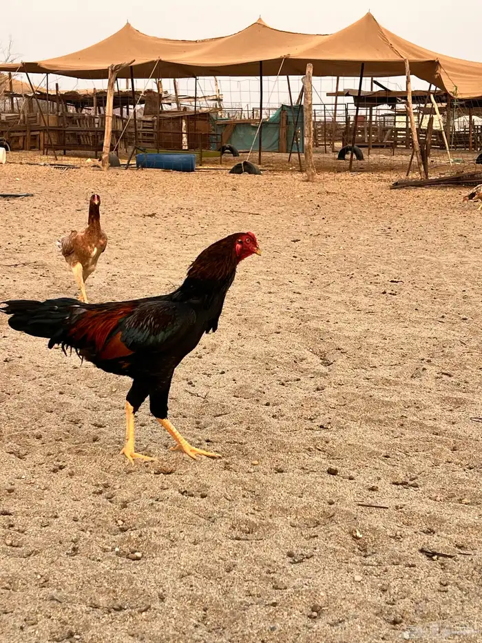 دجاج باكستناني 2