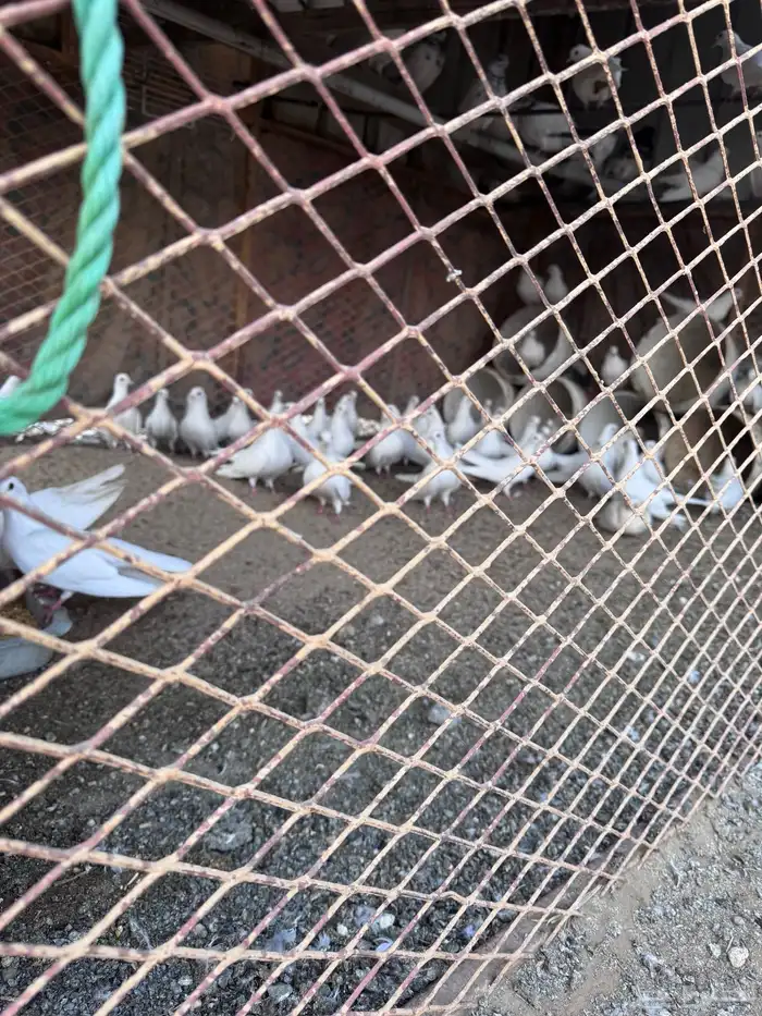 حمام صنعاني 5