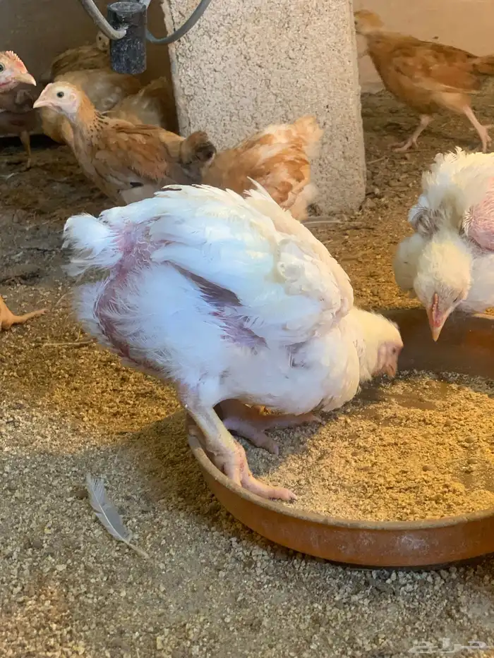 للبيع دجاج لاحم 2