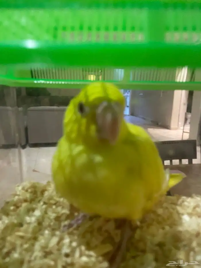 درة فرخ لاتينو للبيع 2