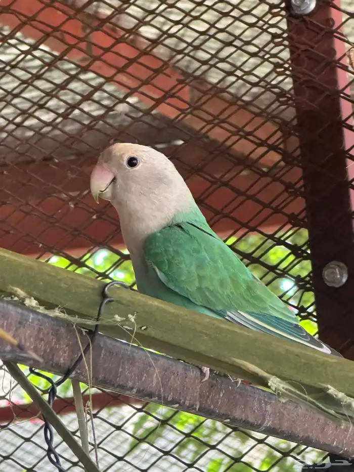 روز عيون حمر منتج 0