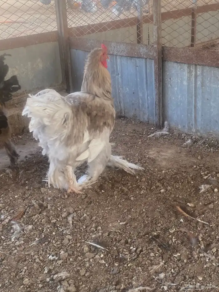 ديوك للبيع 2