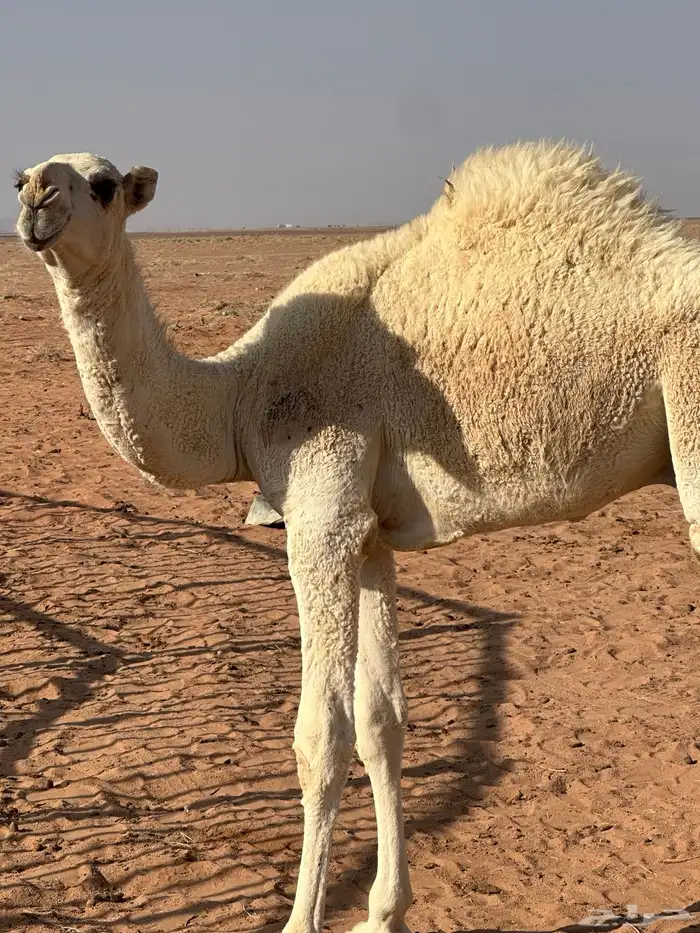 حاشي للبيع 2