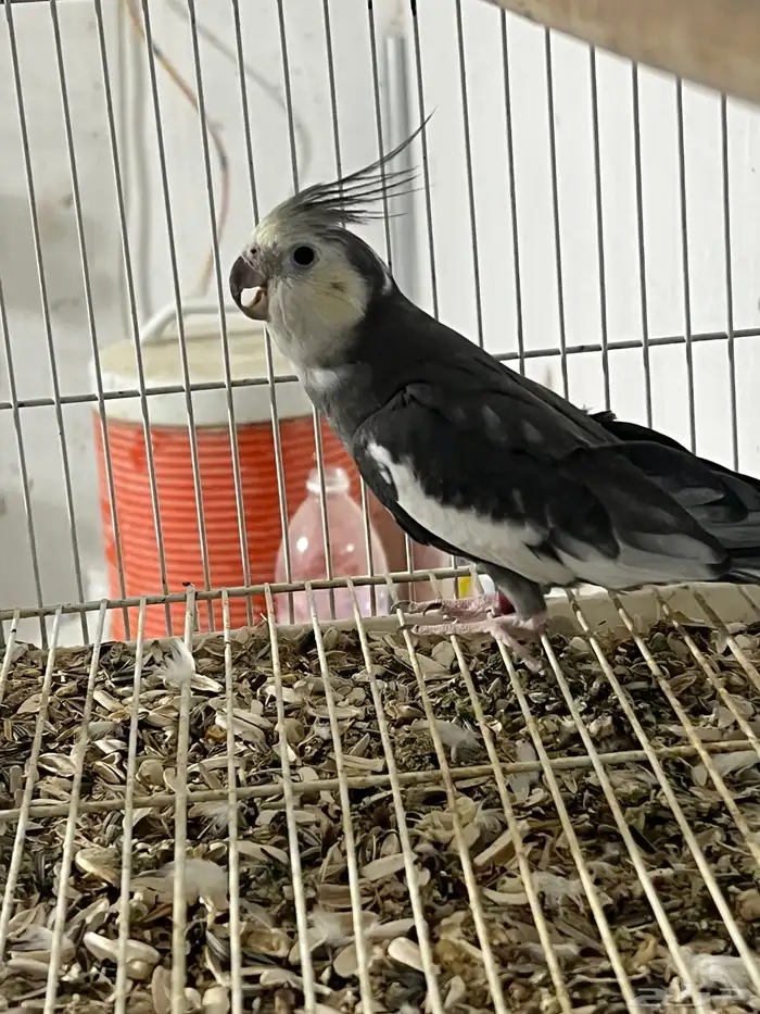 ذكر كروان كريمي فيس 2