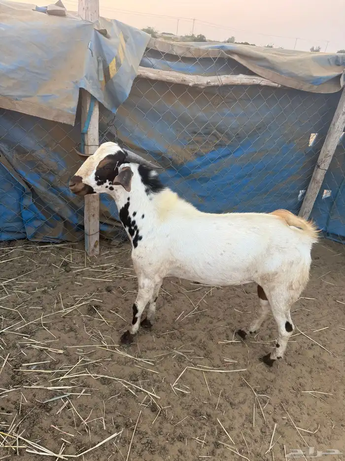 تيس جدعي طيب صوره ثانيه لي معه اخته توم ولايسة لابيع 3