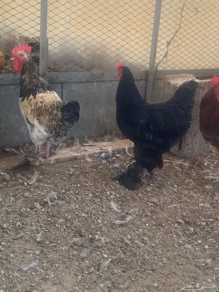 ديوك للبيع 7