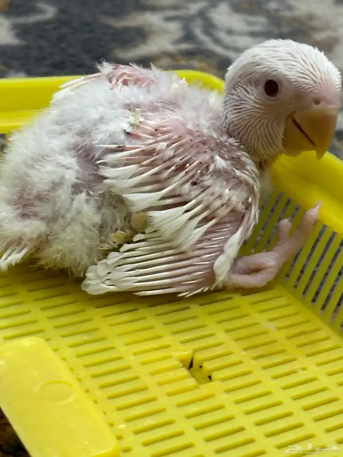 فروخ روز البينو 1