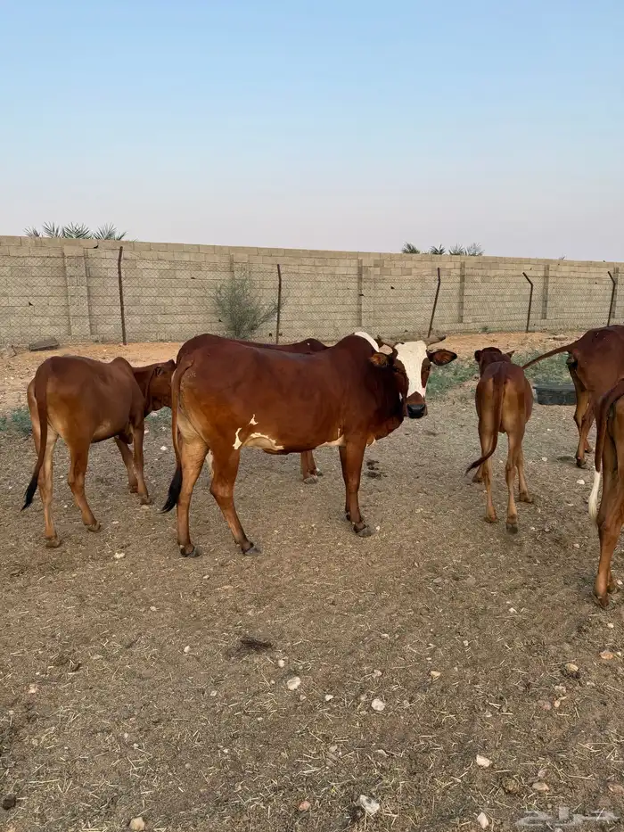 بقر رعويه 3 دفع ثنتين جامعه واحده رباع باقي 1
