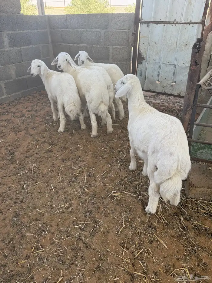 هرفي حري فاخر 1