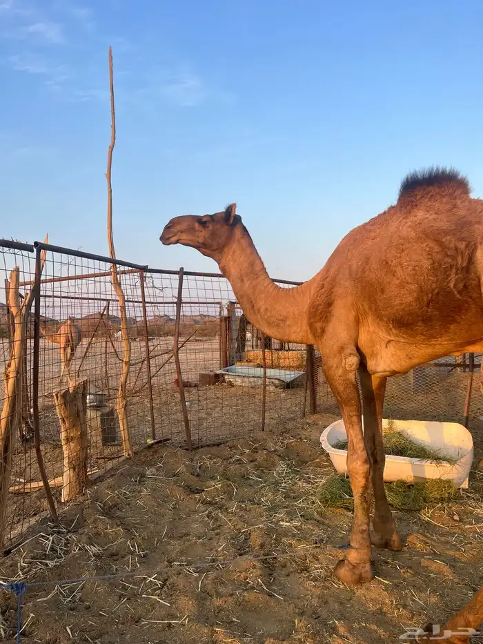 قعود فحل احمر طيب 14