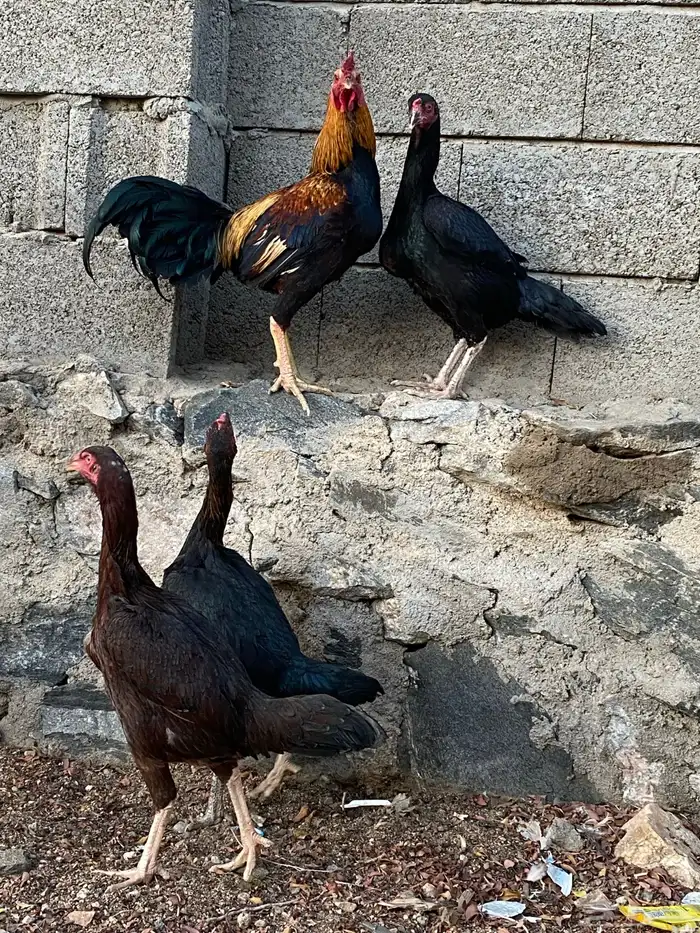 دجاج باكستاني اصل 6