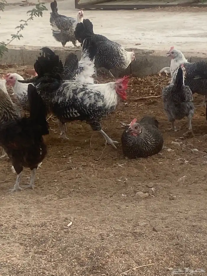 دجاج فيومي 7