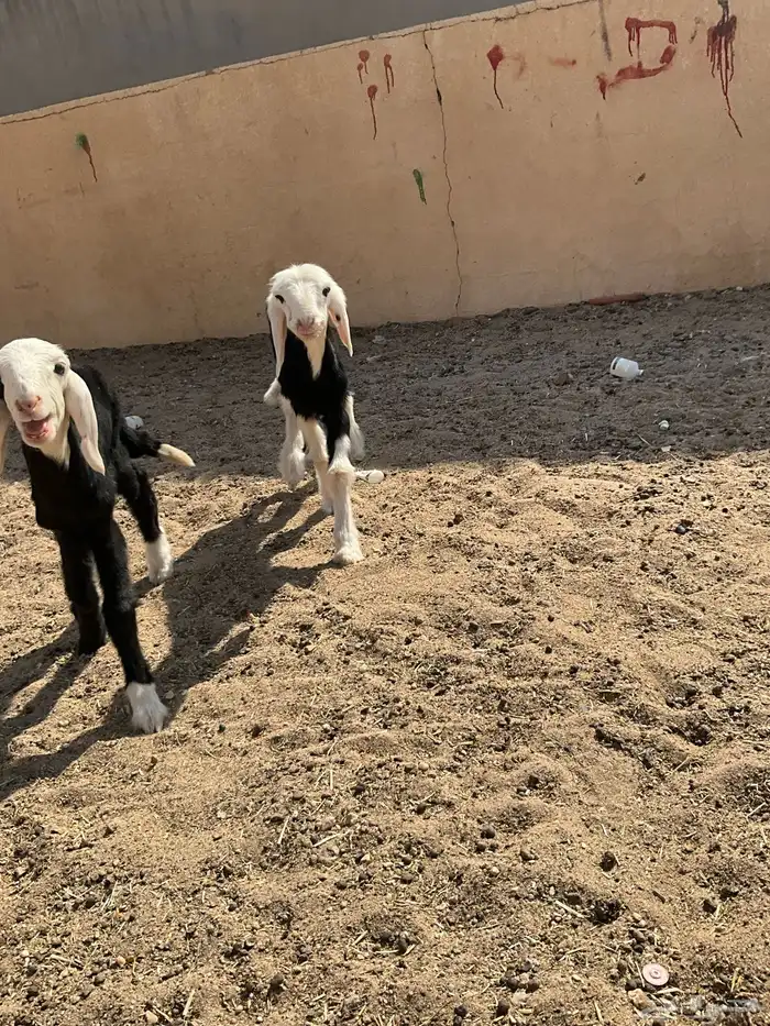 دواغير نجر رخل و خاروف 3