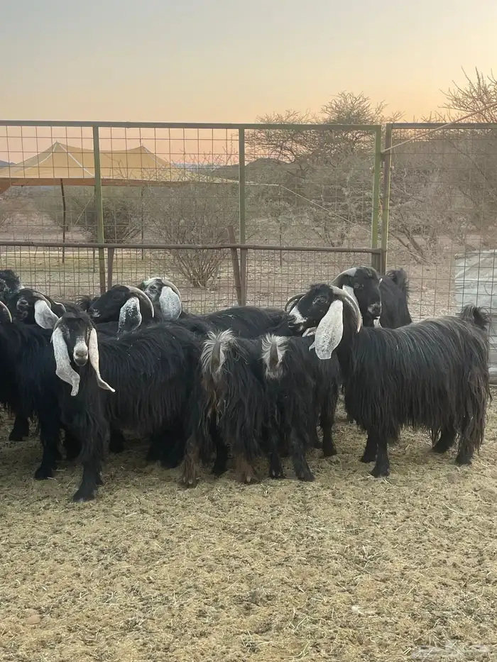 معزا ( تم البيع ) 3