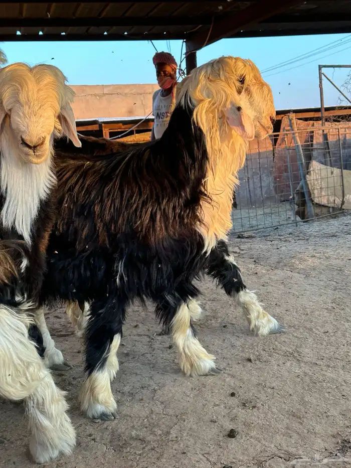 طليان نجد طيبة 3