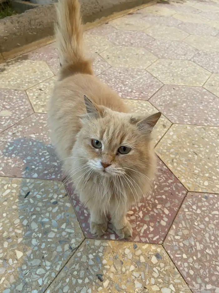 قطه للتبني 1