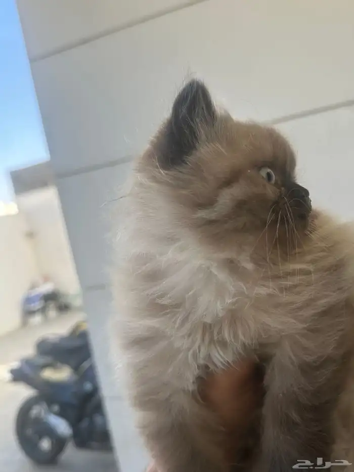 قطط هملايا للبيع 300 2