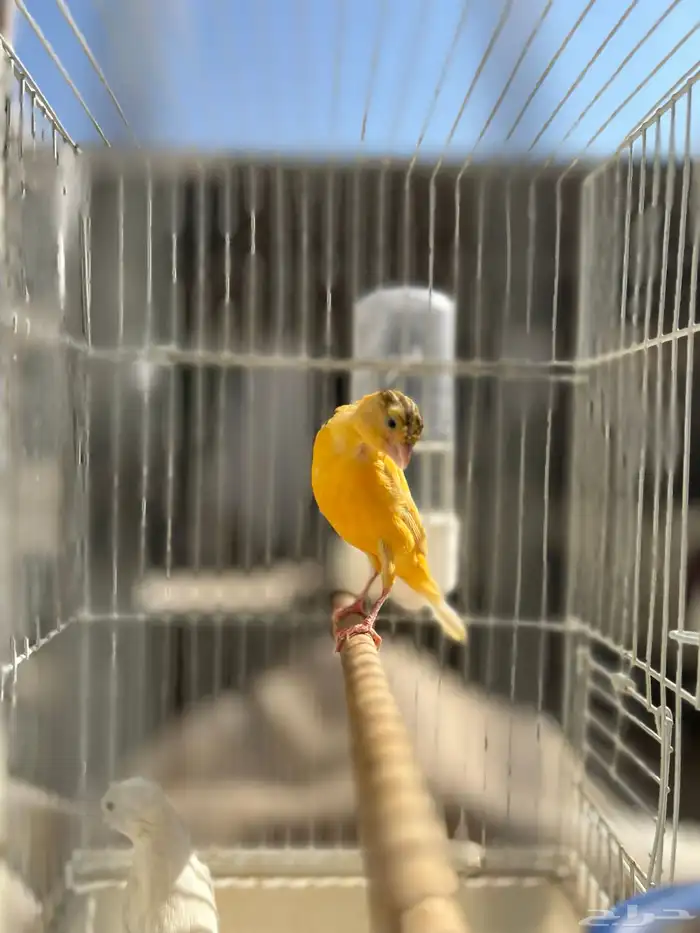 انثى كناري سوري جاهزة(تم البيع) 3
