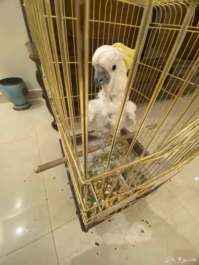 كوكاتو متكلم 1