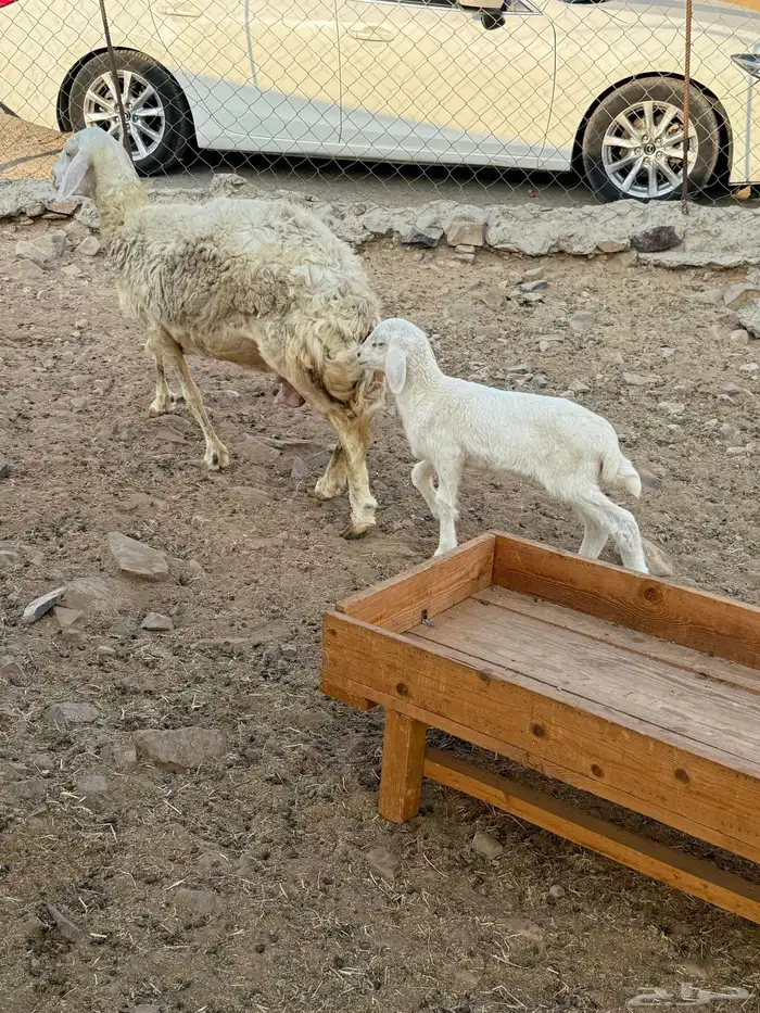 نعجه حريه يتبعها رخل 3