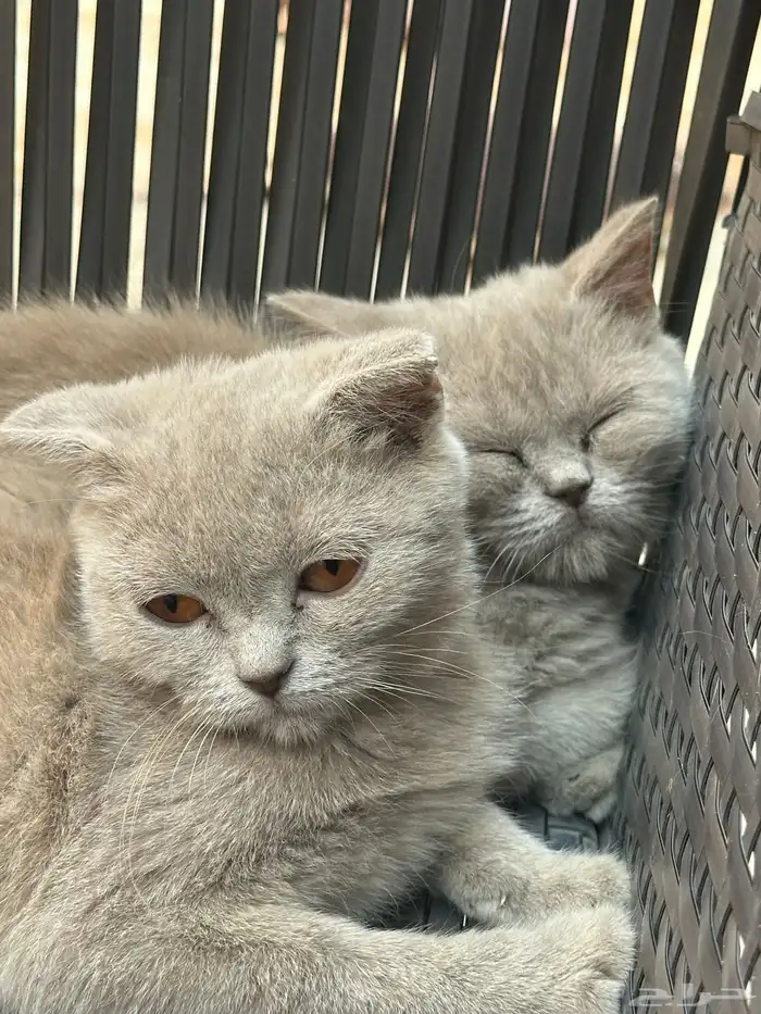 سكوتش ستريت أنثى و دبل فولد أنثى للبيع 10